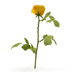 Wall Mural - Single beautiful yellow rose isolated on white. 3D illustration