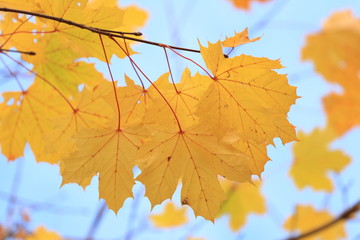 golden maple leaves in fall
