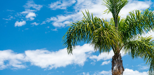 Sticker - Palms with blue sky on background