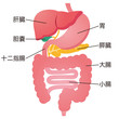 臓器　消化器系