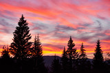 Fototapeta  - Majestic sky, pink cloud against the silhouettes of pine trees in the twilight time. Carpathians, Ukraine, Europe. Discover the world of beauty