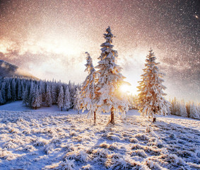 Wall Mural - magical moment, snow covered trees. Winter landscape.