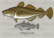 Atlantic Cod. Vector illustration for artwork in small sizes. Suitable for graphic and packaging design, educational examples, web, etc.