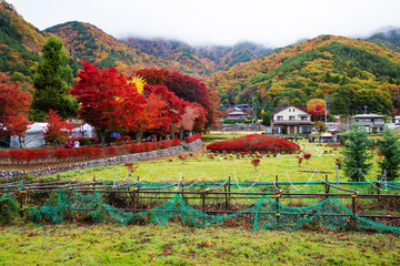 Wall Mural - Kawaguchiko maple corridor with fall colors