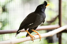 White-vented Myna (Acridotheres Javanicus), Black Crested Bird Perched On A Tree Branch 

