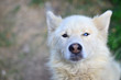 Portrait of the White Siberian Samoyed husky dog with heterochromia (a phenomenon when the eyes have different colors) in the daytime outdoors
