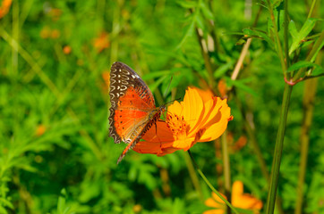 Wall Mural - Danaus genutia or oriental striped tiger butterfly on a flower of cosmos