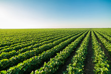 Green Ripening Soybean Field, Agricultural Landscape