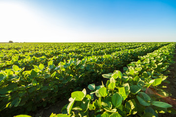 Green ripening soybean field, agricultural landscape