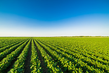  Green ripening soybean field, agricultural landscape