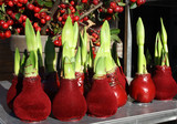 Ritterstern Amaryllis in rotem Samt und Wachs