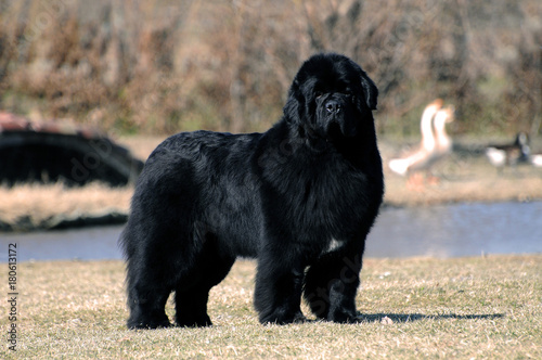 Fotomural Portrait of purebred newfoundland dog