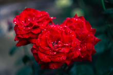 Red Roses With Water Drops After Rain