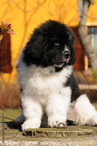 purebred newfoundland