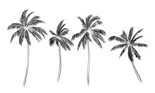 Group Of Palm Trees Vector Silhouettes