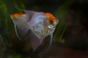 Wall Mural - Panda Skalare im Aquarium, Pterophyllum scalare 