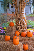 Pumpkins Display Free Stock Photo - Public Domain Pictures