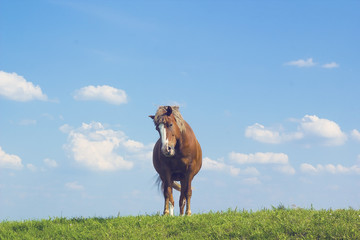 Wild horse brown color on grass. Domestic animal horse on pasture. Summer rural landscape with grazing horse in meadow against cloudy blue sky