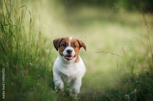 Plakat Szczeniaka Jack Russell Terrier bieg na trawie