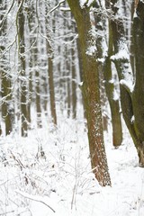 Wall Mural - Winter Forest Trees