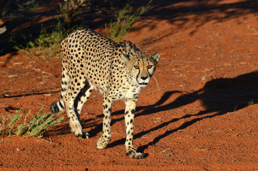 Wall Mural - africa. namibia. cheetah