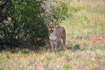 Lioness in bush, Namibia