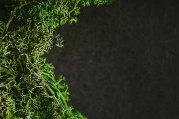 Sticker - Green forest moss isolated on black. Empty copy space nature background in studio.