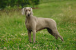 Portrait of Weimaraner dog