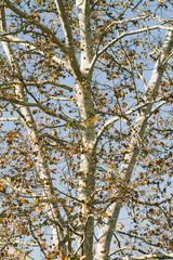 Wall Mural - Birch Tree Background