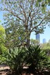 City Botanic Gardens in Brisbane, Queensland Australia 