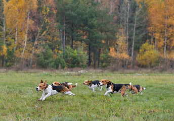 Wall Mural - Running happy beagles