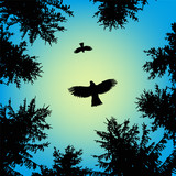 Fototapeta Na sufit - Silhouette of coniferous trees on the background of blue sky.   Flying eagles. View from below.