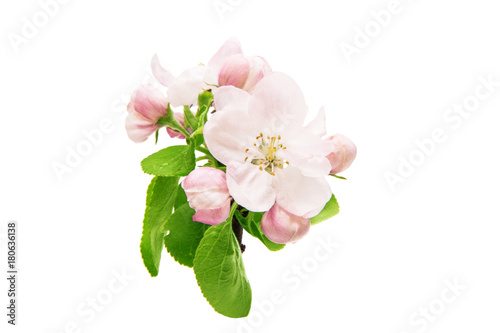 Dekoracja na wymiar  kwiaty-jabloni-na-bialym-tle