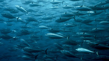 Black Skipjack Tuna School In Galapagos, The Pinnacle Of Diving. Very Large And Dense Schools Of Fish Often Congregate In These Protected Waters.