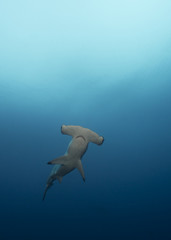 Wall Mural - Hammerhead in Galapagos, the Pinnacle of Diving