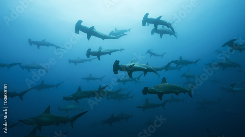 Obraz Dibond School of Hammerheads in Galapagos, Pinnacle of Diving