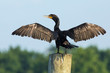 Double crested cormorant (Phalacrocorax auritus) on the Potomac River.