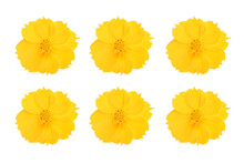 Cosmos Yellow Flowers Set On White Background
