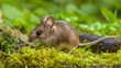 Cute Wood mouse walking on forest floor