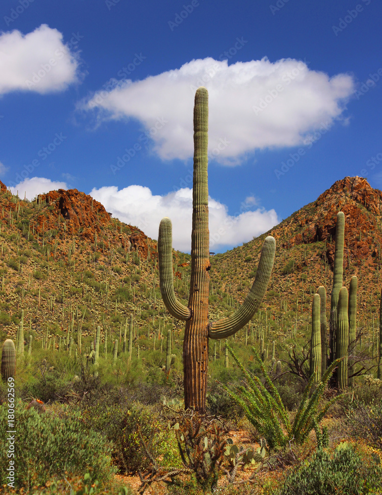 Iconic Saguaro Cactus with Two Arms Raised Stock Photo | Adobe Stock
