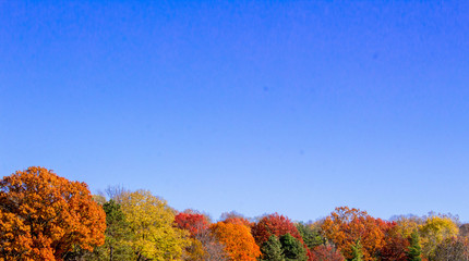 Autumn Trees and Blue Skies