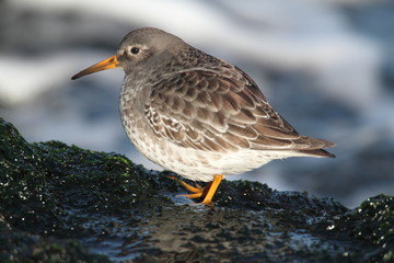 Fototapete - Purple Sandpiper (Calidris maritima)