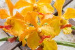 orchidée cymbidium 