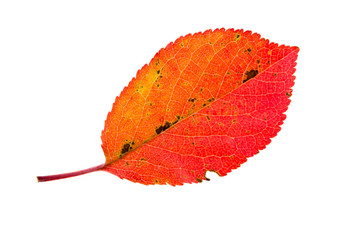 Autumn red leaf isolated on white background