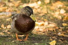 Portrait Of A Duck In A Park In Autumn