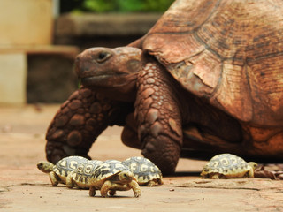 Baby Turtles with Mother