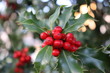 © avoferten - Symbol of Christmas in Europe.,closeup of holly beautiful red berries and sharp leaves on a tree in cold autumn weather