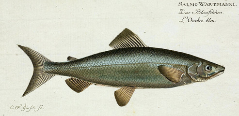 Illustration of a fish.