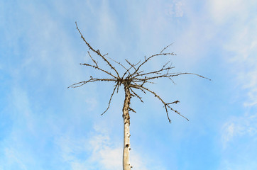 Dry tree on blue sky