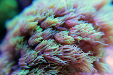 Poster - Goniopora lps coral in aquarium 